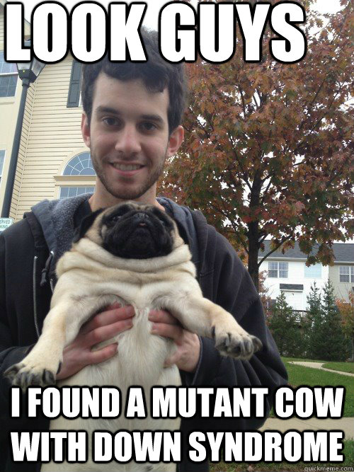 Look guys I found a Mutant cow with down syndrome - Look guys I found a Mutant cow with down syndrome  Garret