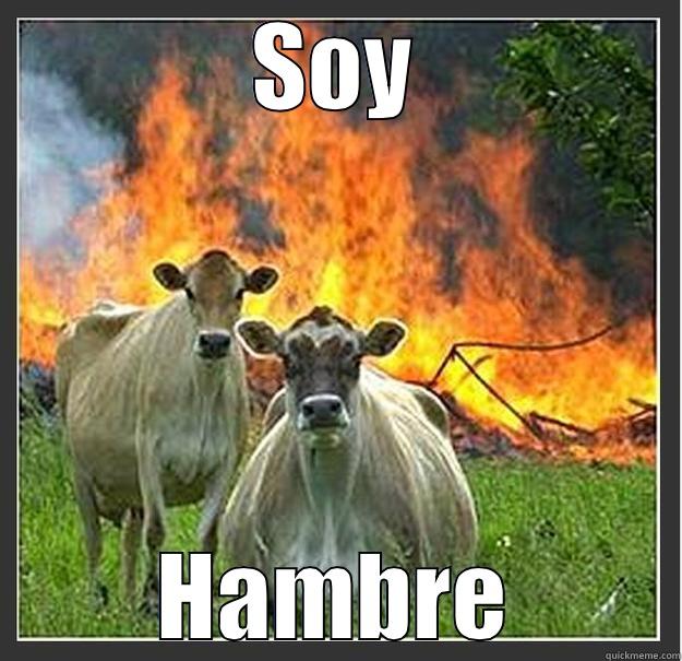 The cows want food - SOY HAMBRE Evil cows