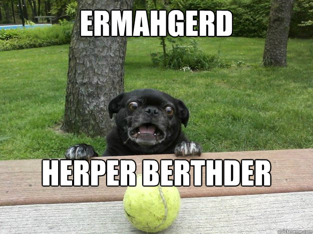 Ermahgerd HERPER BERTHDER ERMAHLER!  Berks Dog