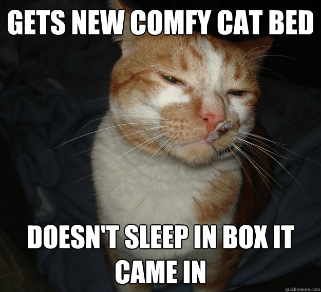 Gets new comfy cat bed Doesn't sleep in box it came in  Cool Cat Craig