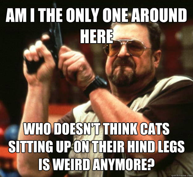 AM I THE ONLY ONE AROUND HERE who doesn't think cats sitting up on their hind legs is weird anymore?  Angry Walter