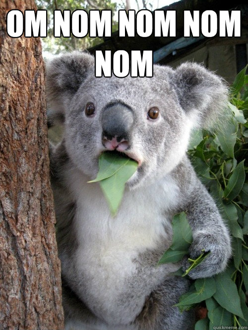 OM NOM NOM NOM NOM - OM NOM NOM NOM NOM  koala bear
