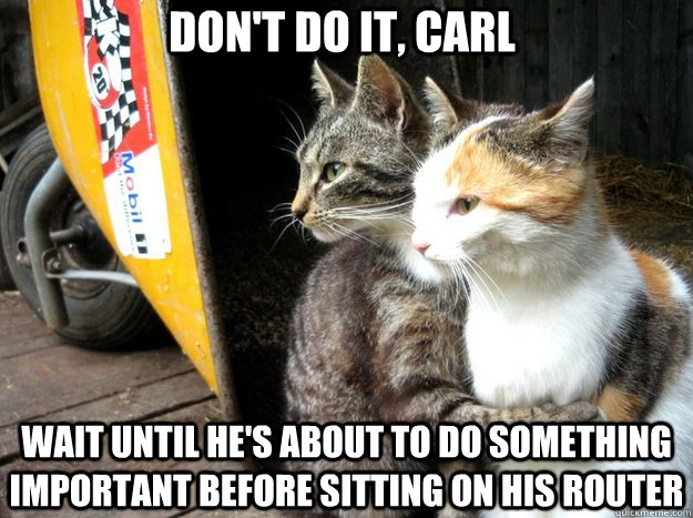 Don't do it, carl Wait until he's about to do something important before sitting on his router  Restraining Cat