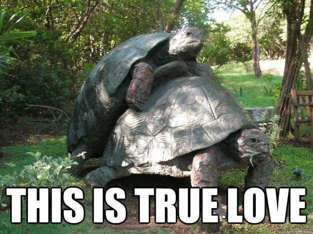  This is true love  2 Turtles Humping