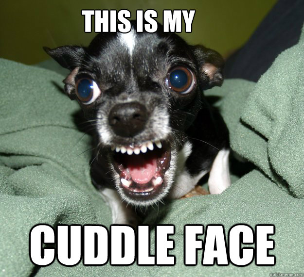 This is my  cuddle face - This is my  cuddle face  Chihuahua Logic