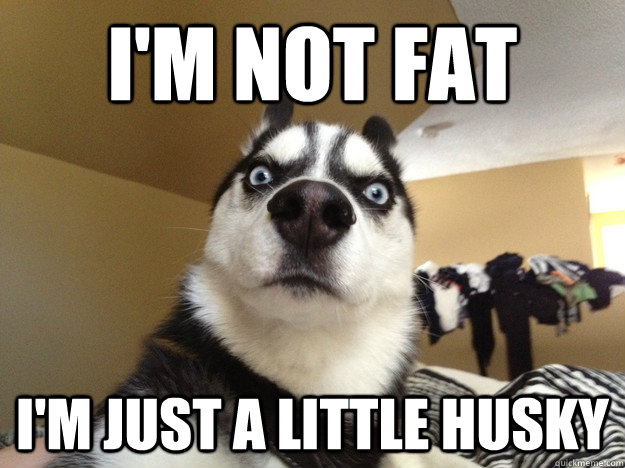 I'm not fat I'm just a little husky  
