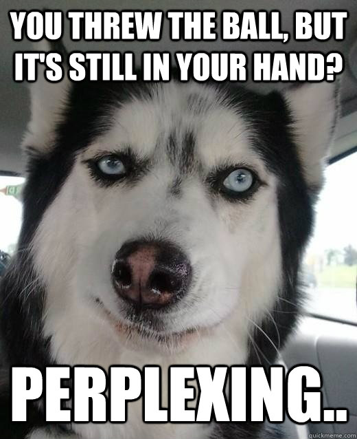 You threw the ball, but it's still in your hand? Perplexing.. - You threw the ball, but it's still in your hand? Perplexing..  Perplexed Dog