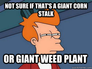 Not sure if that's a giant corn stalk Or giant weed plant  Notsureif