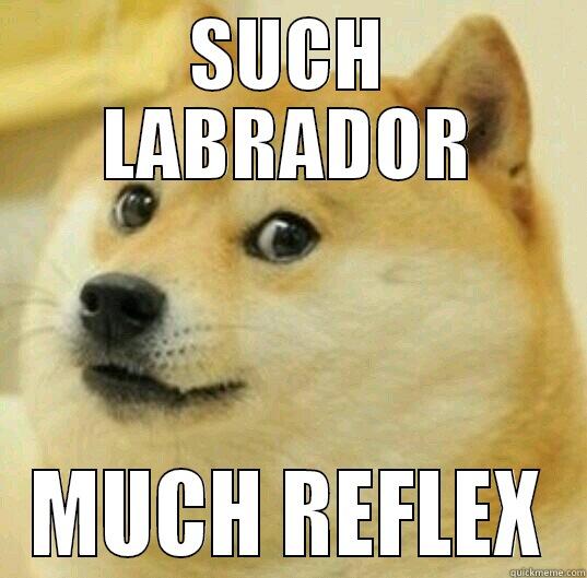 SUCH LABRADOR MUCH REFLEX Misc
