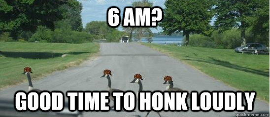 6 AM? Good time to honk loudly - 6 AM? Good time to honk loudly  Scumbag Geese