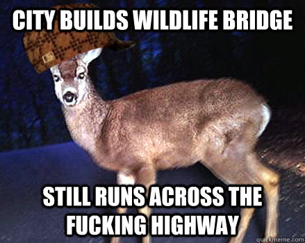 city builds wildlife bridge still runs across the fucking highway  