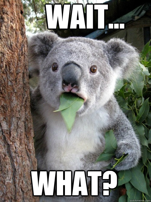 wait... what? - wait... what?  koala bear