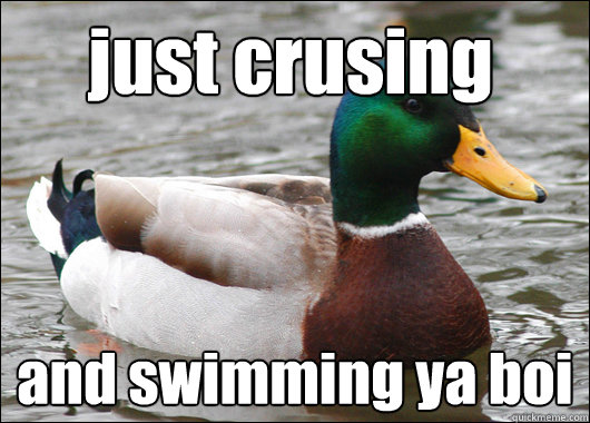 just crusing and swimming ya boi  Actual Advice Mallard