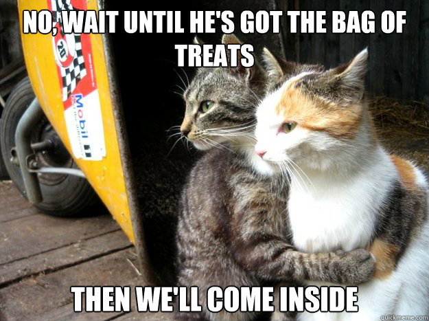 No, wait until he's got the bag of treats Then we'll come inside  Restraining Cat