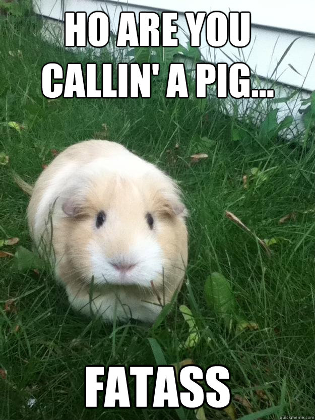 ho are you callin' a pig... fatass  Sinister Guinea Pig