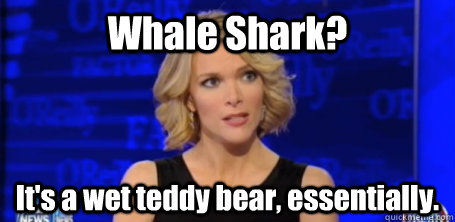 Whale Shark? It's a wet teddy bear, essentially.  - Whale Shark? It's a wet teddy bear, essentially.   megyn kelly fox news