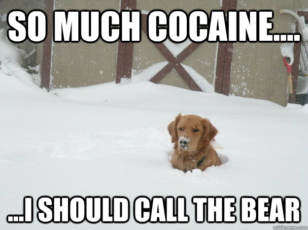 So much Cocaine.... ...I should call the bear  Cocaine dog