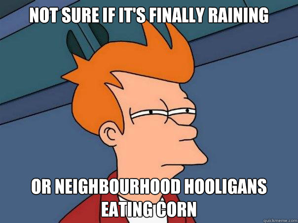 Not sure if it's finally raining or neighbourhood hooligans eating corn - Not sure if it's finally raining or neighbourhood hooligans eating corn  Misc