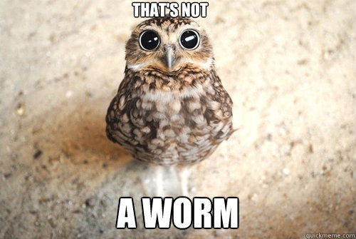 THAT'S NOT A WORM  Surprised owl