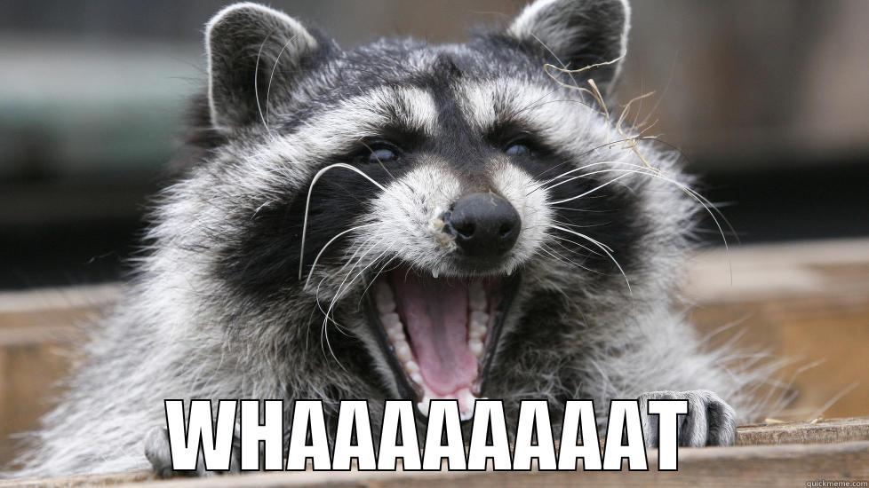 RACOON SAYS: WHAAAAAT -  WHAAAAAAAAT Misc