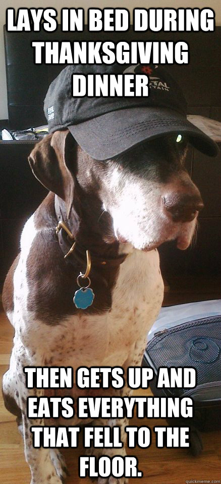 Lays in bed during thanksgiving dinner then gets up and eats everything that fell to the floor.  