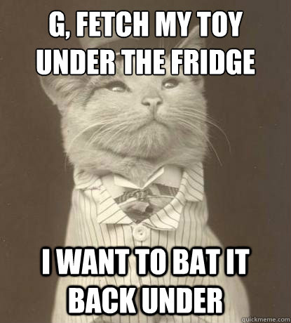 G, Fetch my toy under the fridge I want to bat it back under  Aristocat