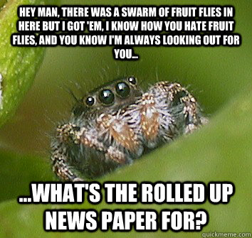 Hey man, there was a swarm of fruit flies in here but I got 'em, I know how you hate fruit flies, and you know I'm always looking out for you... ...What's the rolled up news paper for? - Hey man, there was a swarm of fruit flies in here but I got 'em, I know how you hate fruit flies, and you know I'm always looking out for you... ...What's the rolled up news paper for?  Misunderstood Spider