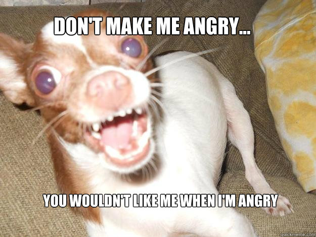 don't make me angry... you wouldn't like me when i'm angry  Crazy Chihuahua