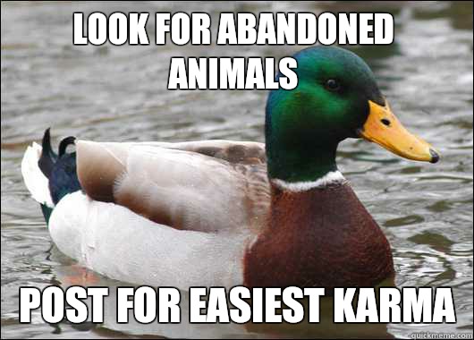 look for abandoned animals post for easiest karma  Actual Advice Mallard