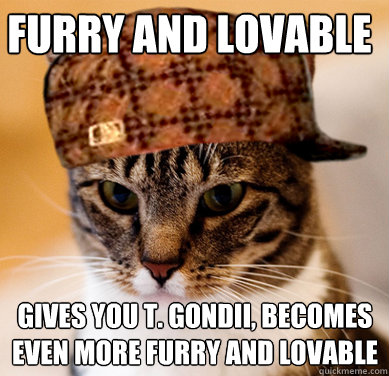 furry and lovable  gives you t. gondii, becomes even more furry and lovable  Scumbag Cat
