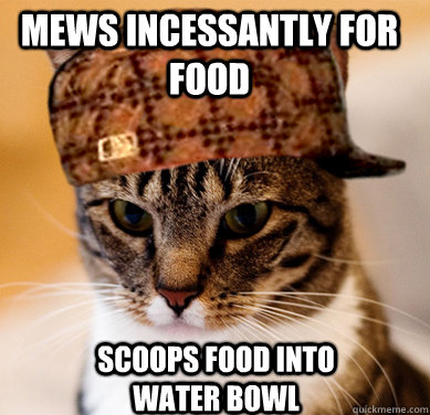 Mews incessantly for food scoops food into water bowl  Scumbag Cat