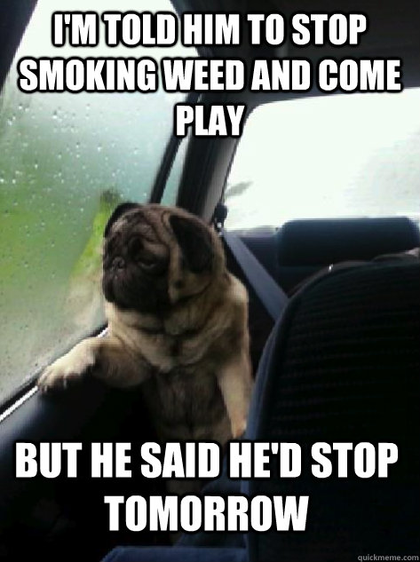 I'm told him to stop smoking weed and come play But he said he'd stop tomorrow  Introspective Pug
