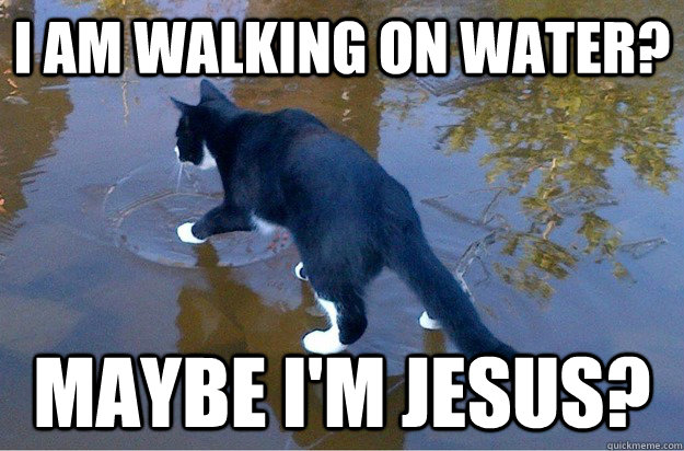i am walking on water? maybe i'm JESUS?  Jesus Cat