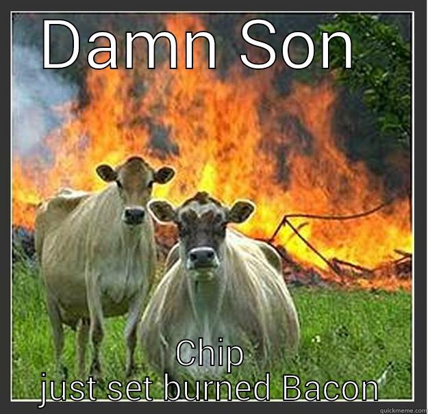 DAMN SON  CHIP JUST SET BURNED BACON Evil cows
