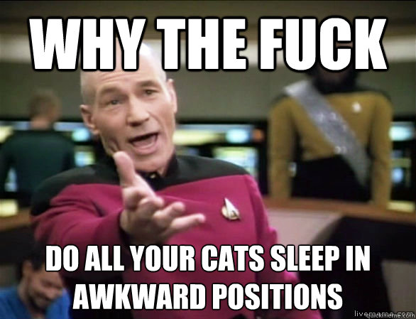 why the fuck do all your cats sleep in awkward positions  Annoyed Picard HD