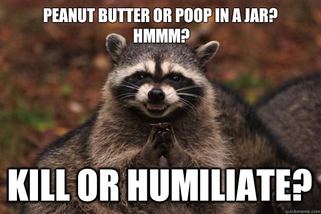 Peanut butter or poop in a jar? Hmmm? Kill or humiliate?  Evil Plotting Raccoon