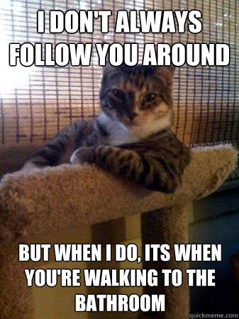 I don't always follow you around but when I do, its when you're walking to the bathroom  The Most Interesting Cat in the World