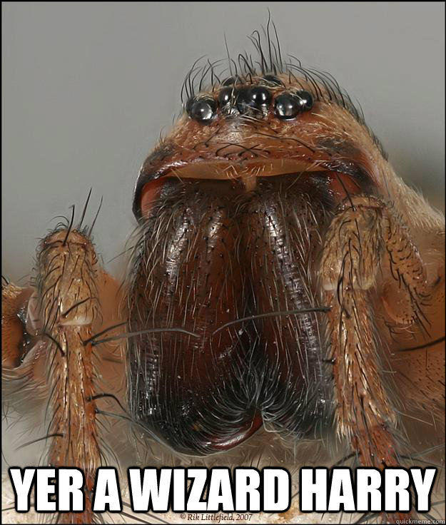  YER A WIZARD HARRY  Movie Quote Hobo Spider
