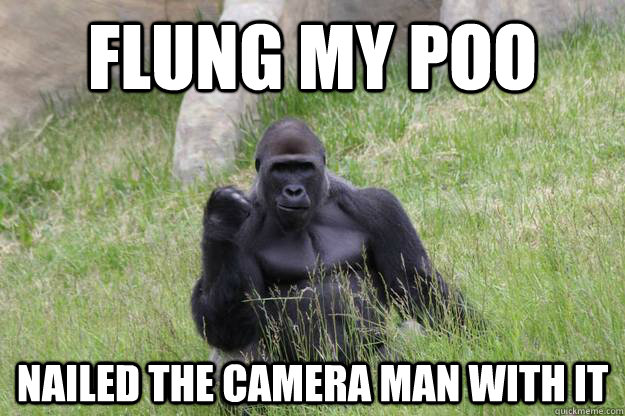 Flung my poo Nailed the camera man with it - Flung my poo Nailed the camera man with it  Misc