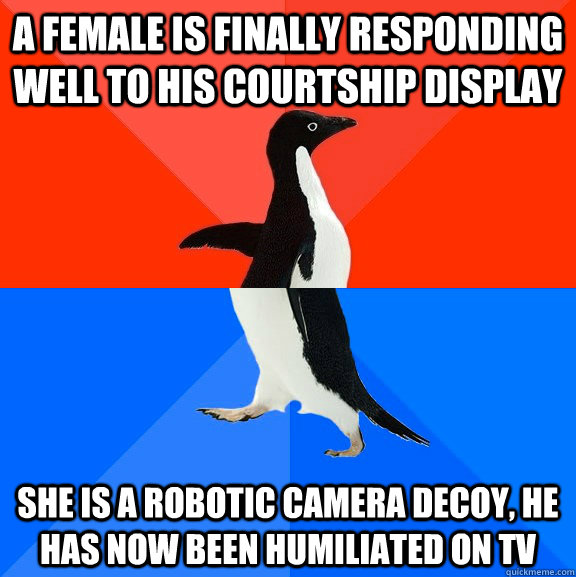 a female is finally responding well to his courtship display she is a robotic camera decoy, he has now been humiliated on tv  Socially Awesome Awkward Penguin
