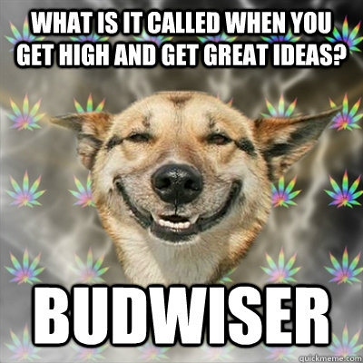 What is it called when you get high and get great ideas? Budwiser - What is it called when you get high and get great ideas? Budwiser  Stoner Dog