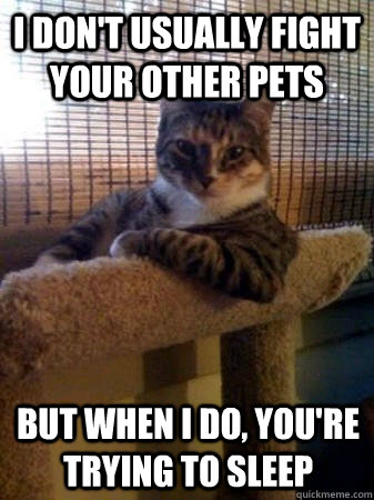 I don't usually fight your other pets but when I do, you're trying to sleep  The Most Interesting Cat in the World