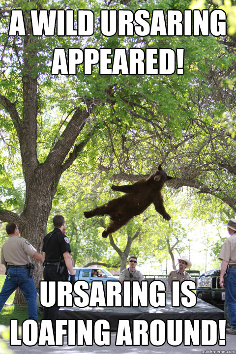 A wild Ursaring appeared! Ursaring is loafing around! - A wild Ursaring appeared! Ursaring is loafing around!  Boulder Bear