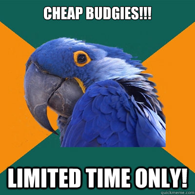 Cheap Budgies!!! Limited Time Only!  Paranoid Parrot