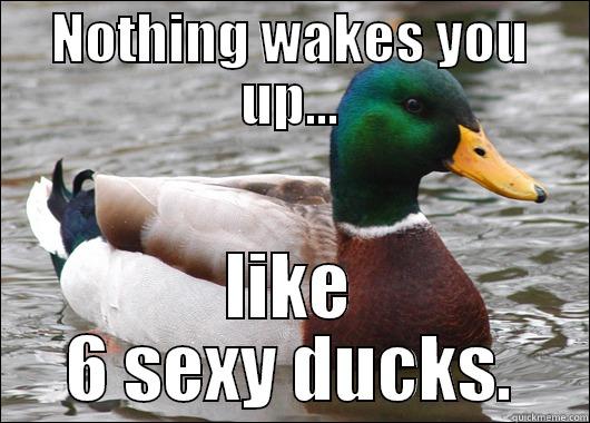 NOTHING WAKES YOU UP... LIKE 6 SEXY DUCKS. Actual Advice Mallard