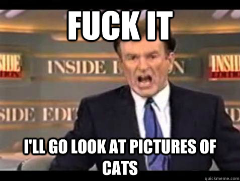 Fuck it I'll go look at pictures of cats - Fuck it I'll go look at pictures of cats  Bill OReilly Fuck It