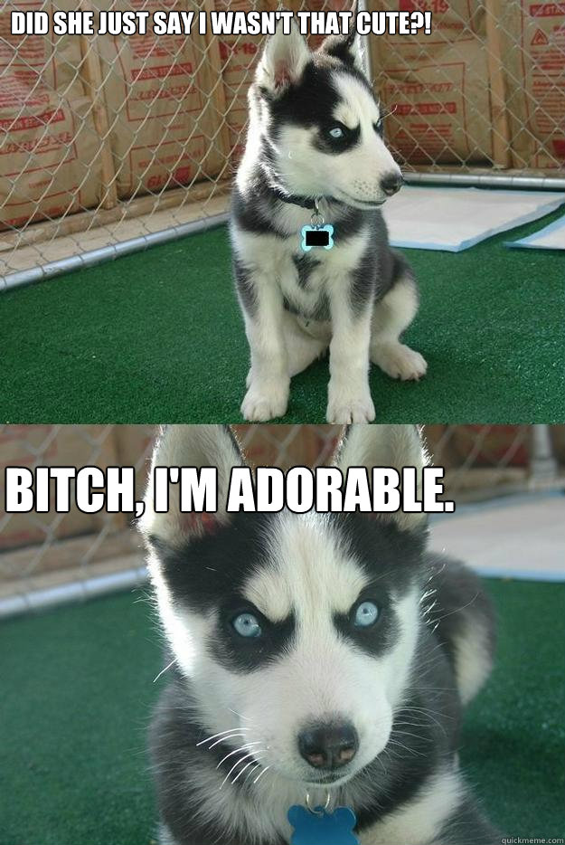 Did she just say I wasn't THAT cute?! Bitch, I'm adorable. - Did she just say I wasn't THAT cute?! Bitch, I'm adorable.  Insanity puppy