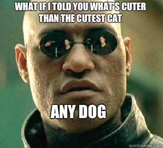 what if i told you what's cuter than the cutest cat Any dog
  Matrix Morpheus