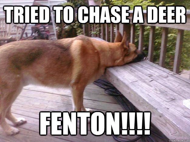 Tried to chase a Deer FENTON!!!! - Tried to chase a Deer FENTON!!!!  First World Dog problems