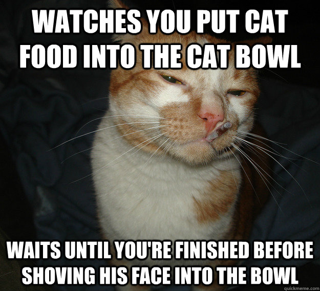 Watches you put cat food into the cat bowl Waits until you're finished before shoving his face into the bowl  Cool Cat Craig